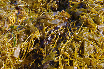 Wall Mural - Kelp on the beach after a winter storm