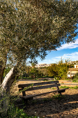 Wall Mural - wooden bench near the beautiful  tree for rest in the park