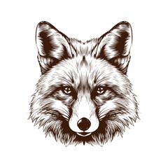 Wall Mural - Hand drawn illustration of fox - fox head sketch