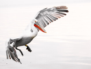 Wall Mural - pelican in flight