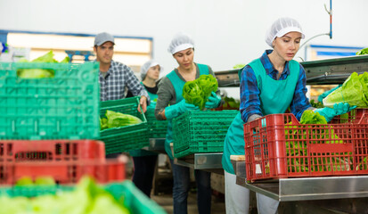 Wall Mural - Busy young female worker of vegetable sorting and processing factory arranging selected fresh organic lettuce in plastic boxes..