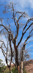 Wall Mural - trees in the sky