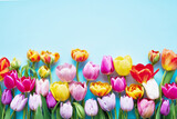 Fototapeta Tulipany - Vibrant Tulips on Bright Blue Background. Greeting card. Copy space, top view