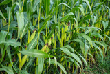 Fototapeta Kuchnia - Kukurydza, rosnąca kukurydza, kukurydza na polu, kolby kukurydzy