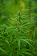 cbd, marijuana plants, marijuana, marijuana plantation