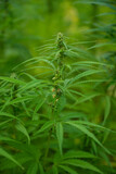 Fototapeta Kuchnia - cbd, marijuana plants, marijuana, marijuana plantation