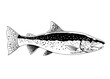 Trout Fish Hand Drawn Illustration Black and White
