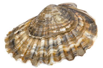 A detailed and textured seashell with various shades of brown and white, png stock photo file cut out and isolated on a transparent and white background