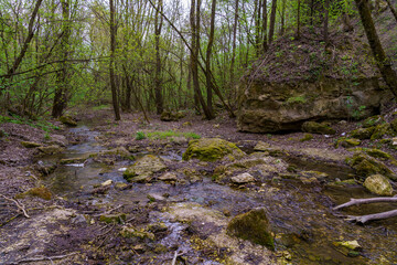 Wall Mural - Wild nature with a damp climate. Background with selective focus and copy space