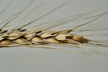 Golden mature wheat closeup. Detail texture. Natural background. Autumn yield. Landscape flour bakery ingredient. Produce environment season freshness cultivation agronomy.