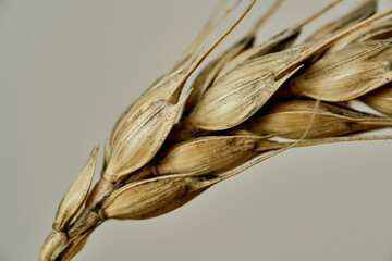 Golden mature wheat closeup. Detail texture. Natural background. Autumn yield. Landscape flour bakery ingredient. Produce environment season freshness cultivation agronomy.