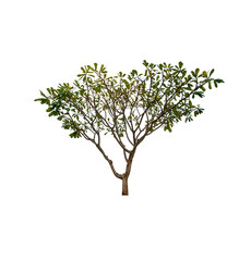 Wall Mural - single tree isolated on white background with clipping path