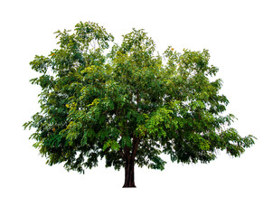 Wall Mural - single tree isolated on white background with clipping path