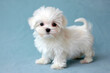 White Maltese Puppy