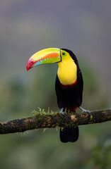 Poster - Keel-billed toucan in Costa Rica 