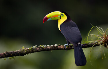 Poster - Keel-billed toucan in Costa Rica 