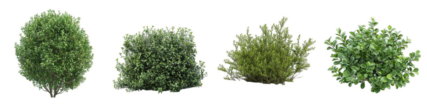 bush plant Hyperrealistic Highly Detailed Isolated On Transparent Background Png File