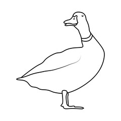 Poster - Duck outline simple icon duck water bird continuous line art vector drawing of vector illustration. 