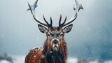 Fototapeta Zwierzęta - A majestic deer with large antlers stands in a snowy landscape looking at the camera