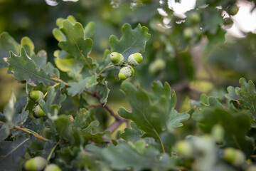 Wall Mural - Oak tree branches with green leaves and fruits in focus