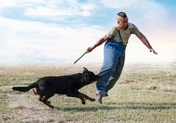 Sticker - training of  rottweiler