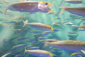 Wall Mural - 日本の東京の水族館の魚