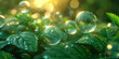 Blätter im leuchten grünen Licht mit großen Blubberblasen im Sonnenlicht als Nahaufnahme, ai generativ