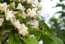 Bee With Proboscis In A White European Horse-chestnut Flower On A Spring Day In Rhineland Palatinate, Germany.