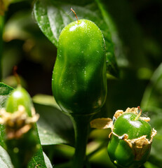 Canvas Print - Small green pepper on a plant. Close-up