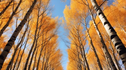 Sticker - Poplar trees reaching to the sky in autumn