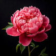 © Sylvia - hintergründe, dunkelrosa Pfingstrose auf schwarzem hintergrund, hohe qualität, makro, aufblühen,isoliert, backgrounds, dark pink peony on black background, high quality, macro, bloom, isolated