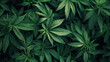 Green background with tall marijuana stems and hemp leaves