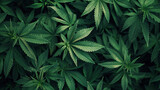Fototapeta  - Green background with tall marijuana stems and hemp leaves