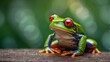 red eyed tree frog, leap day