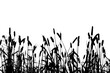 © Nature Clicks - Grass silhouette. Grass silhouette isolated on white. Millet plants, field art.