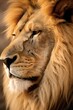 Majestic Lion Profile in Soft Light.