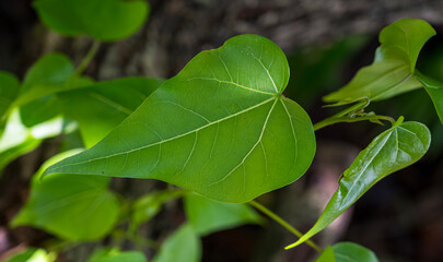 Wall Mural - Detail of green leaf of Thespesia populnea. Dark blurred background.