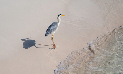 Wall Mural - Gray heron walks along a sandy beach.