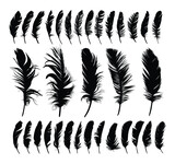 Fototapeta  - The big set of bird feather silhouettes. 
