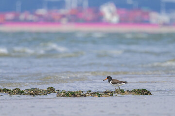 Wall Mural - Eurasian Oystercatcher standing on the beach near water