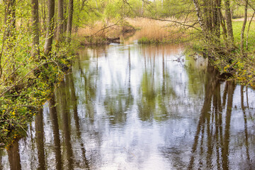 Canvas Print - River with budding deciduous tree branches at spring