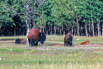 Wall Mural - Bisons on a meadow by a forest