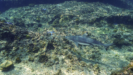 Wall Mural - Underwater photo of Blacktip reef shark at coral reef in beautiful light. From a scuba dive in the Andaman sea in Thailand.