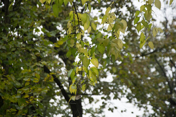 Branches of a common hackberry tree in a park