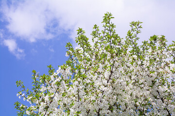 Wall Mural - White blossoming cherry blossom on sky background with clouds