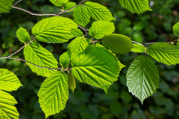 Wall Mural - Fresh green Hazel leaves close up on branch of tree in spring with translucent structures against blurred background. Natural background