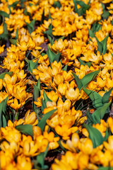 Wall Mural - spring flowers in the garden