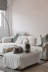 Two persian cats in the living room with cozy interior. Pets in the house