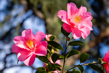 Wall Mural - Camellia X Williamsii Brigadon flower grown in a garden in Madrid