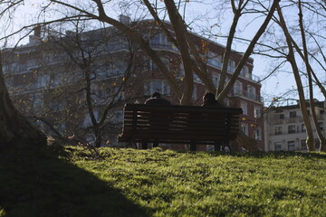 Trees in an urban park